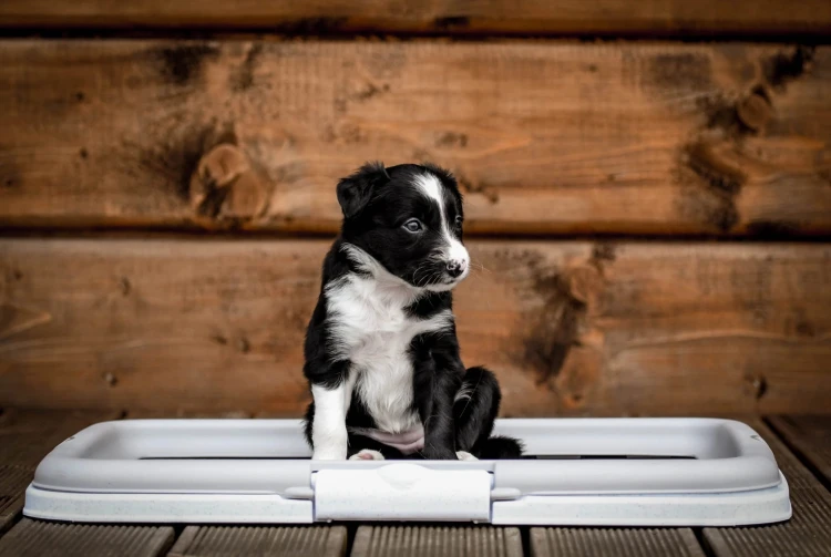 1441c7fd4a64d4cdf3237250ef9c8809